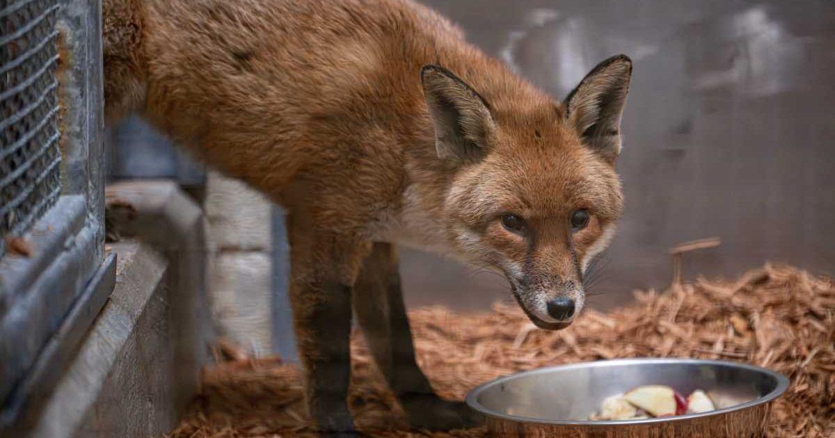 A red fox that stowed away on a cargo ship. (Cover Image Source: Bronx Zoo)