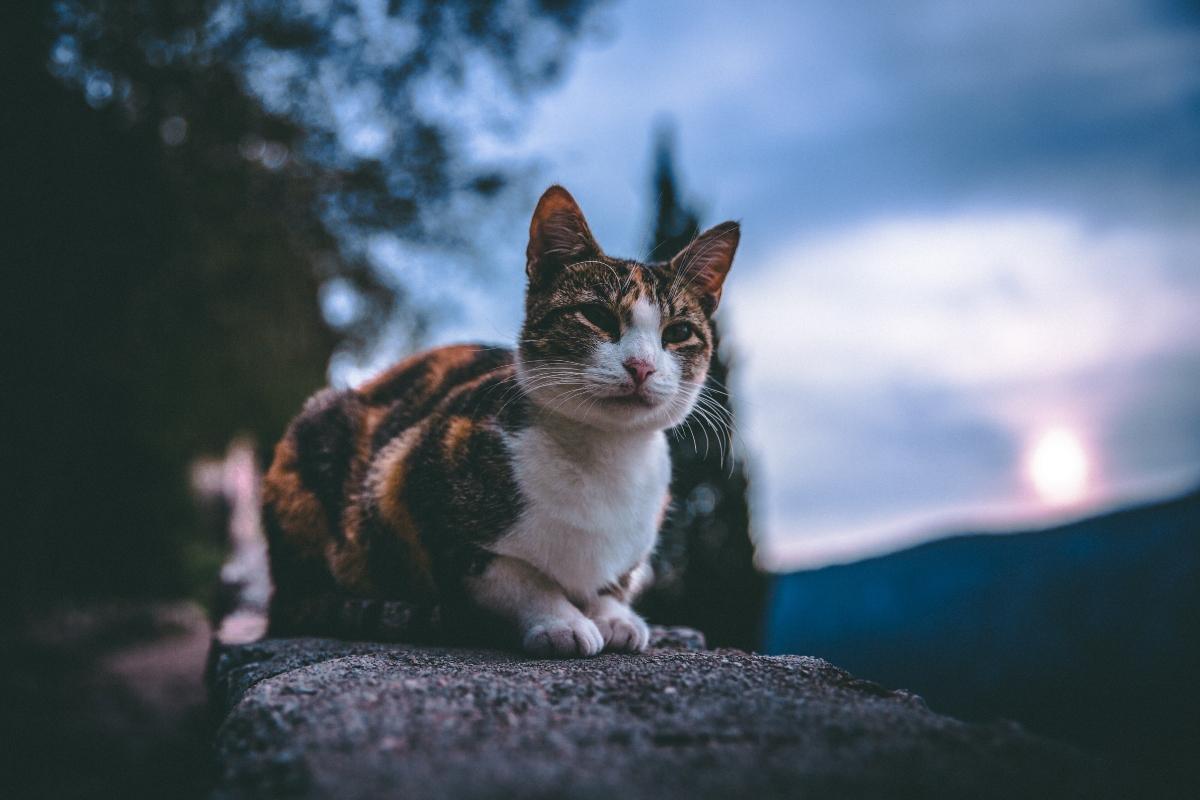 A cat outside at dusk.