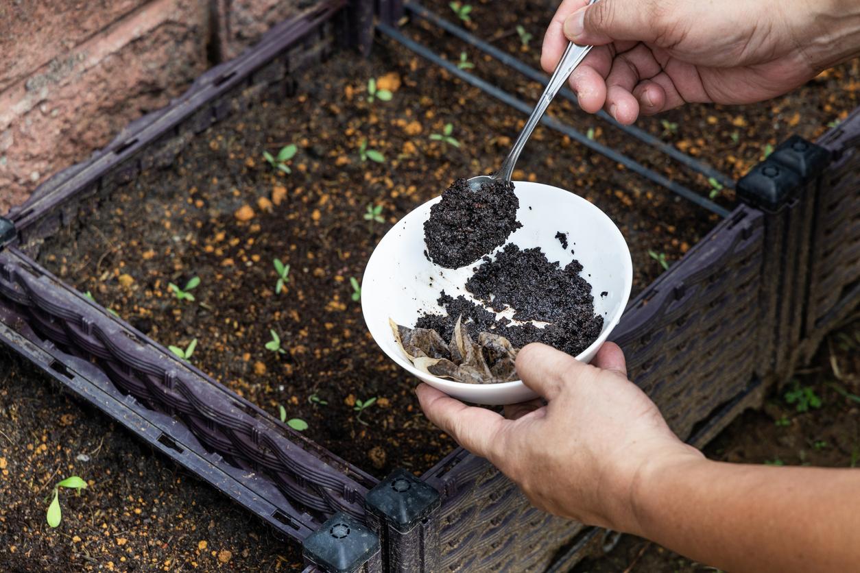 Close up of someone holding a bowl of coffee grounds outside near a garden bed.