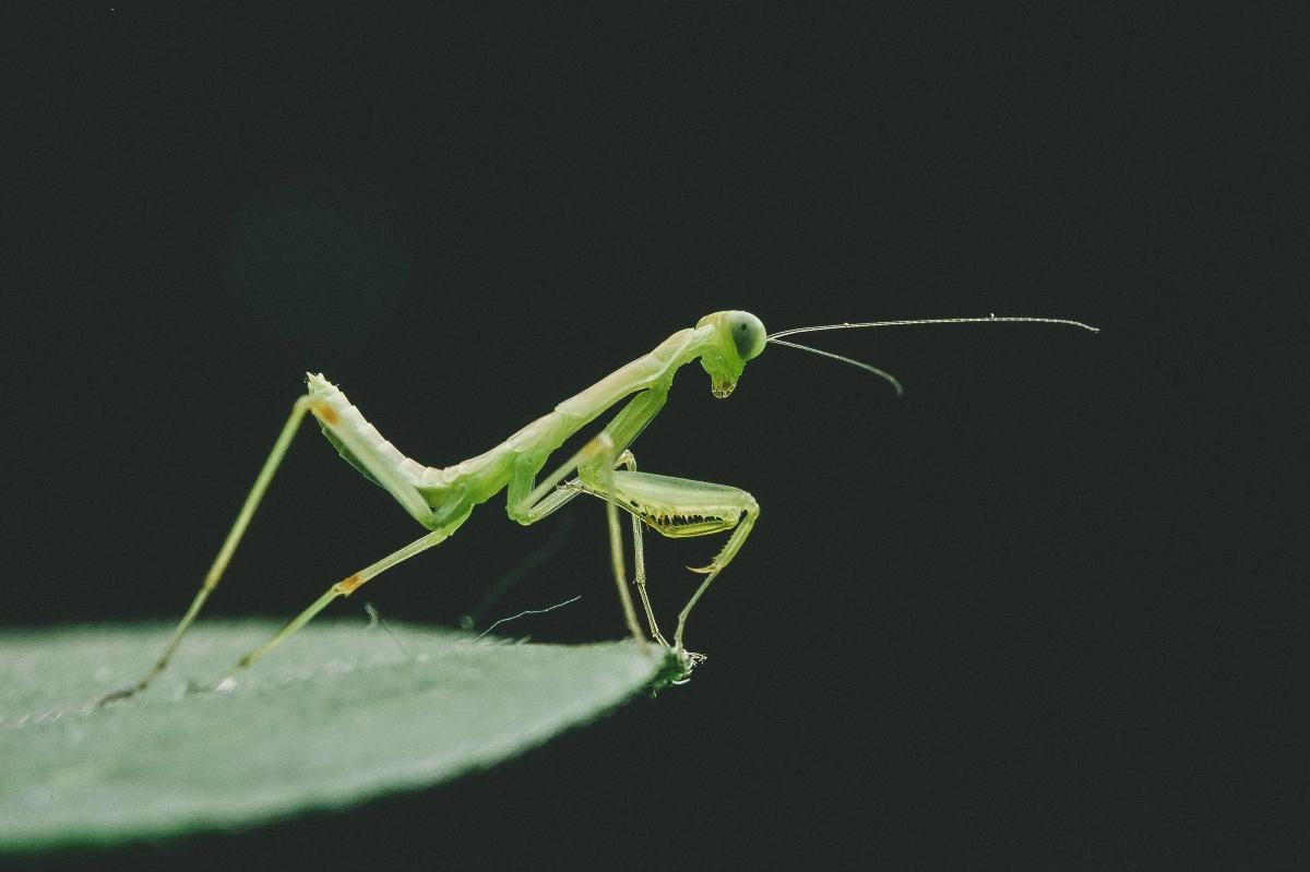 praying mantis on a leaf