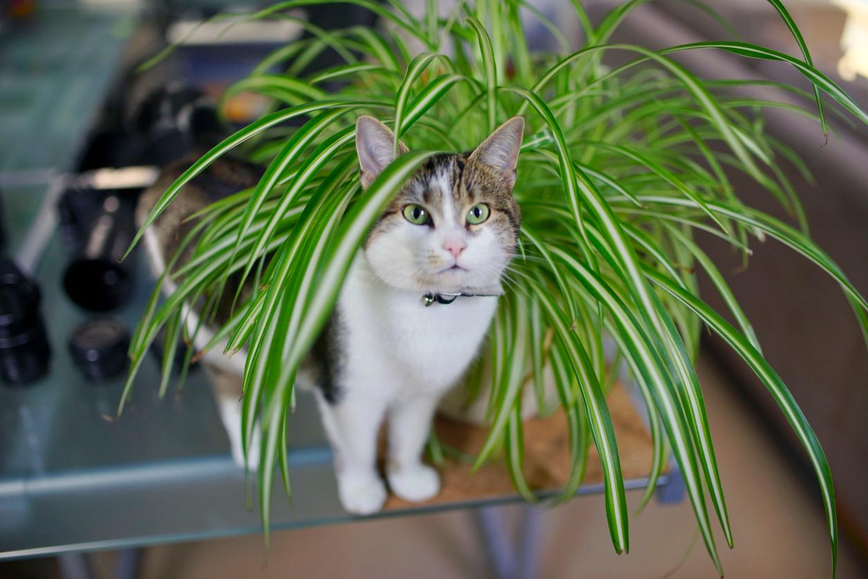 Cat playing in a bright green spider plant.