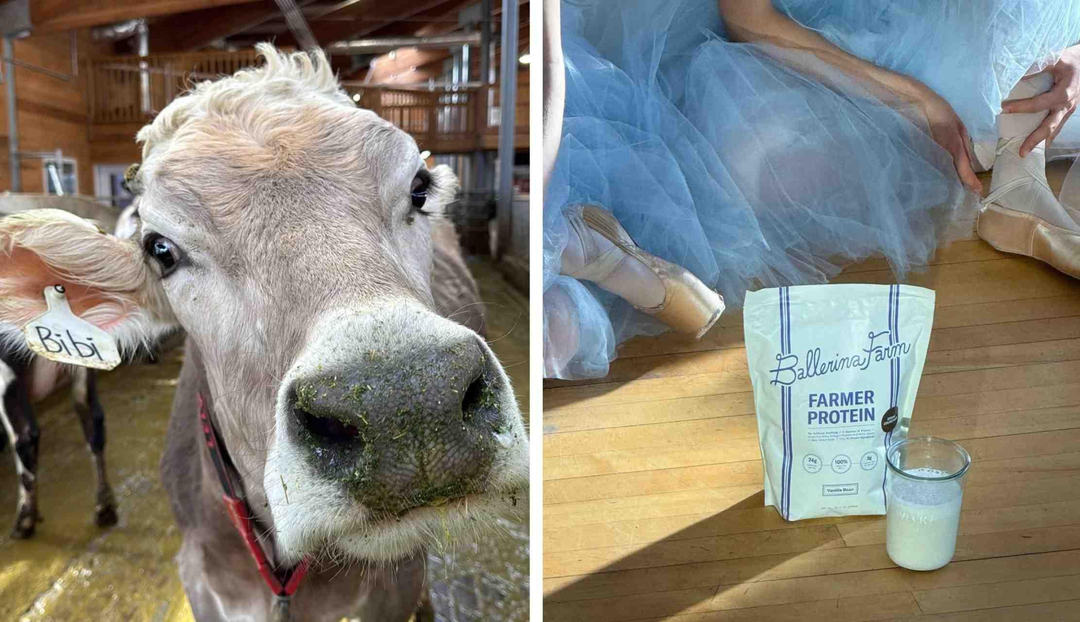 A farmed cow is pictured (left) beside a glass of milk and package of protein (right).