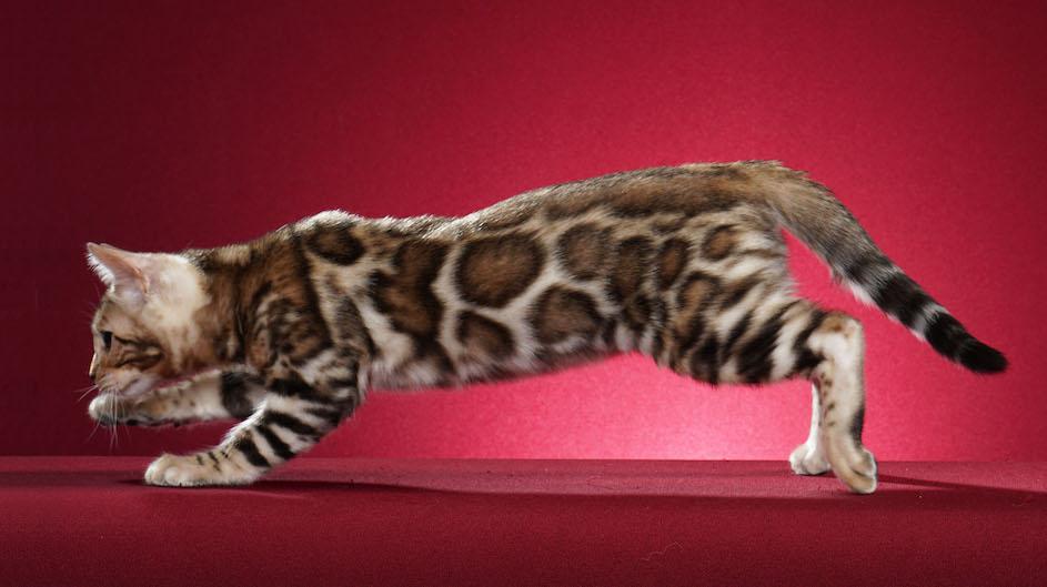 A Bengal cat against a red background.