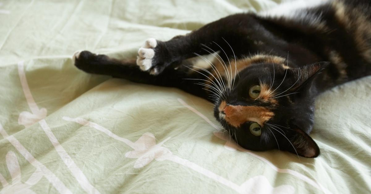 Biodegradable kitty litter
