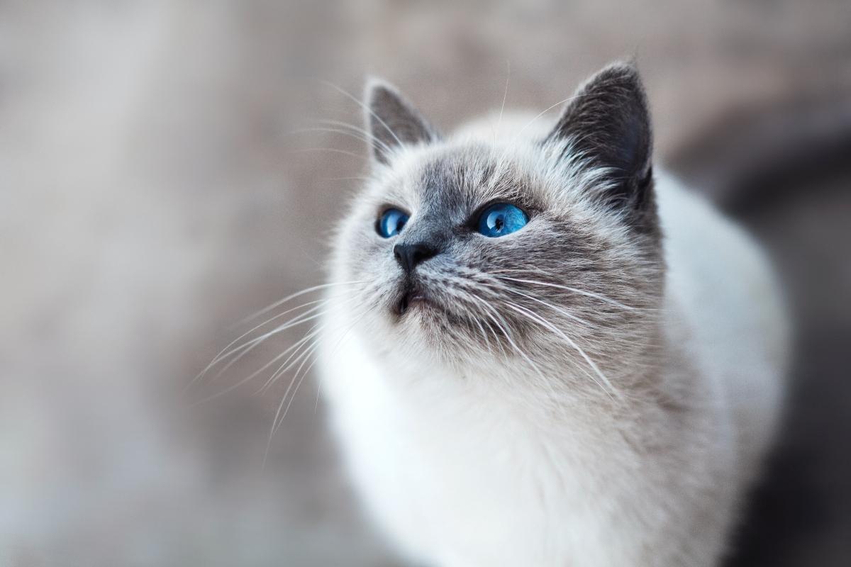 Blue-eyed cat with white and grey fur