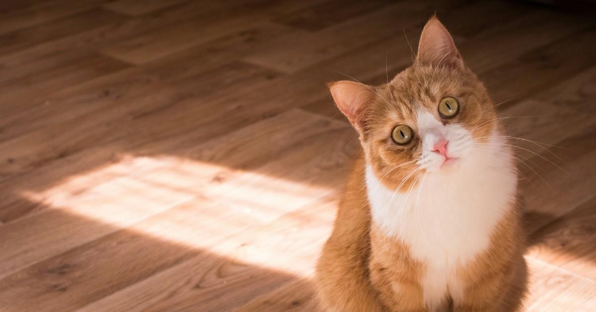 An orange and white tabby tilts her head questioningly 