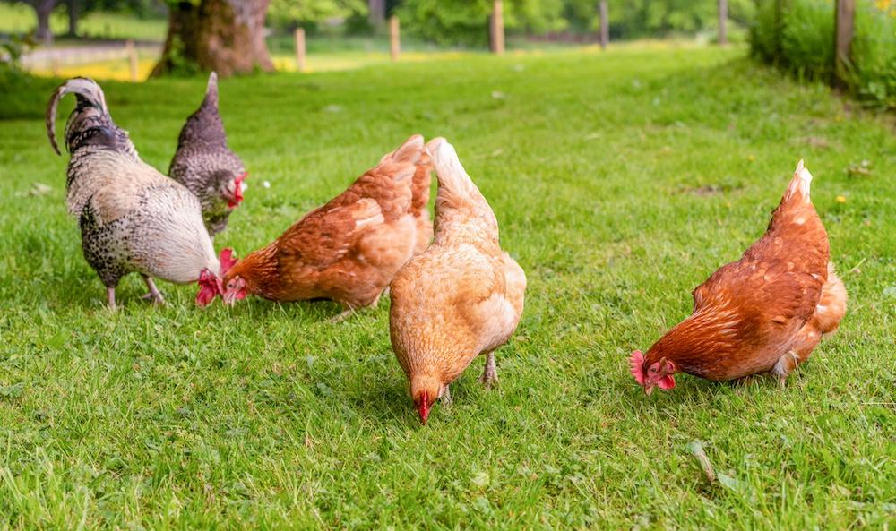 Chickens grazing in an open field. 