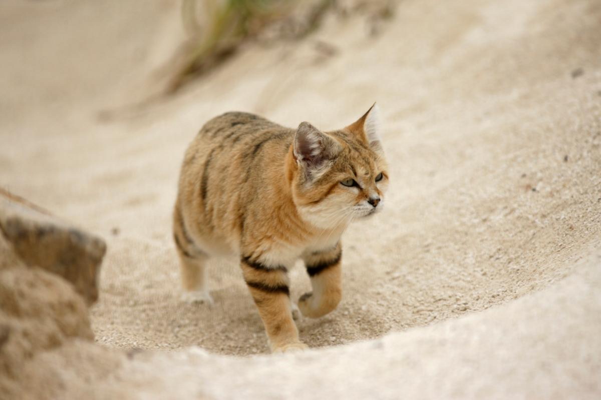 Sand cat walking on sand