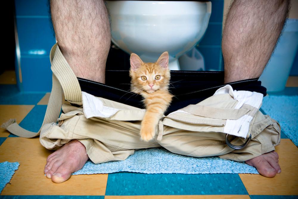 A kitten standing in someone's pants as they use the bathroom. 