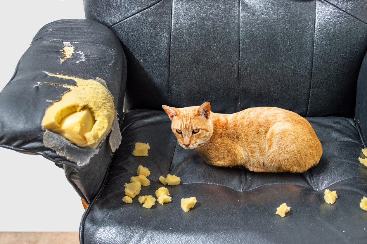 An orange cat on a black scratched up sofa.