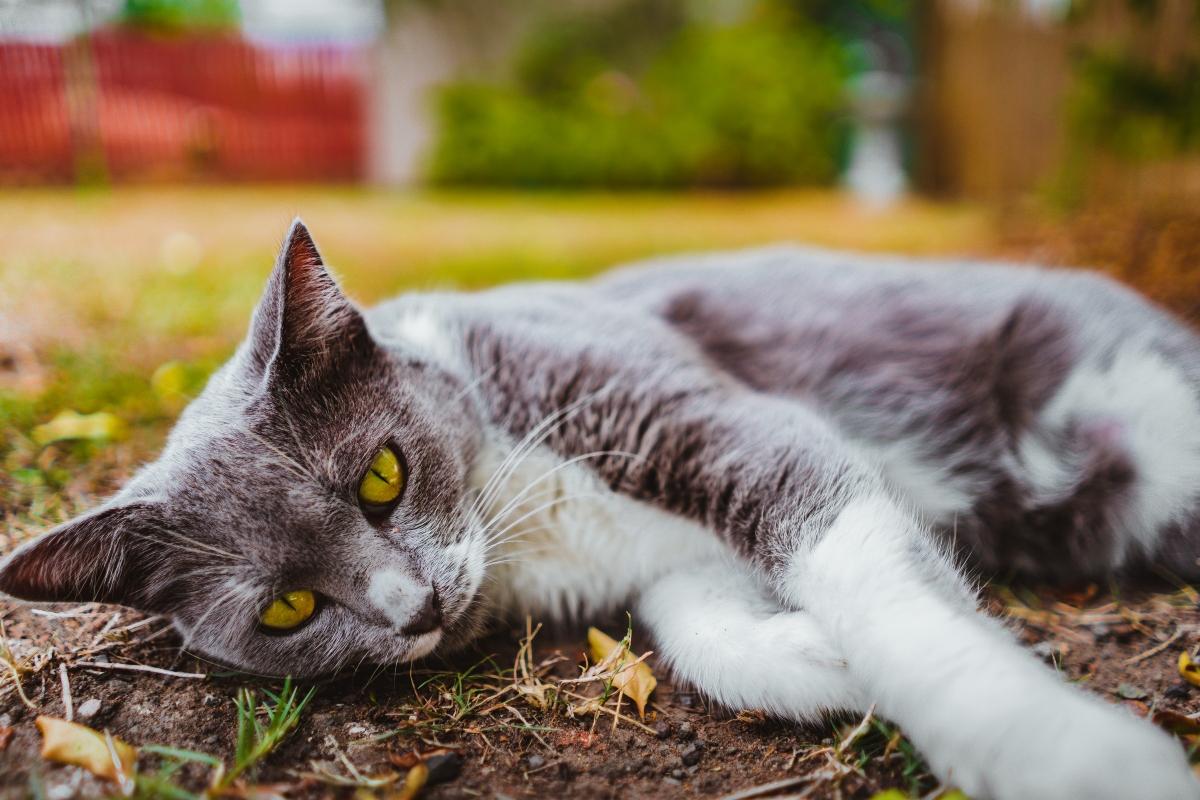 gray and white cat lying on grass