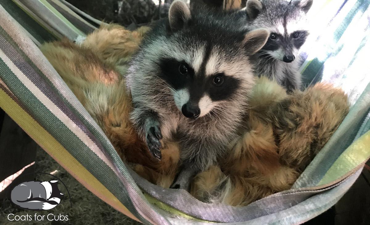 Raccoons in a hammock
