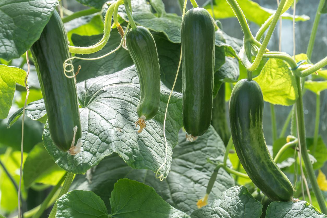 Cucumbers on the vine in a garden
