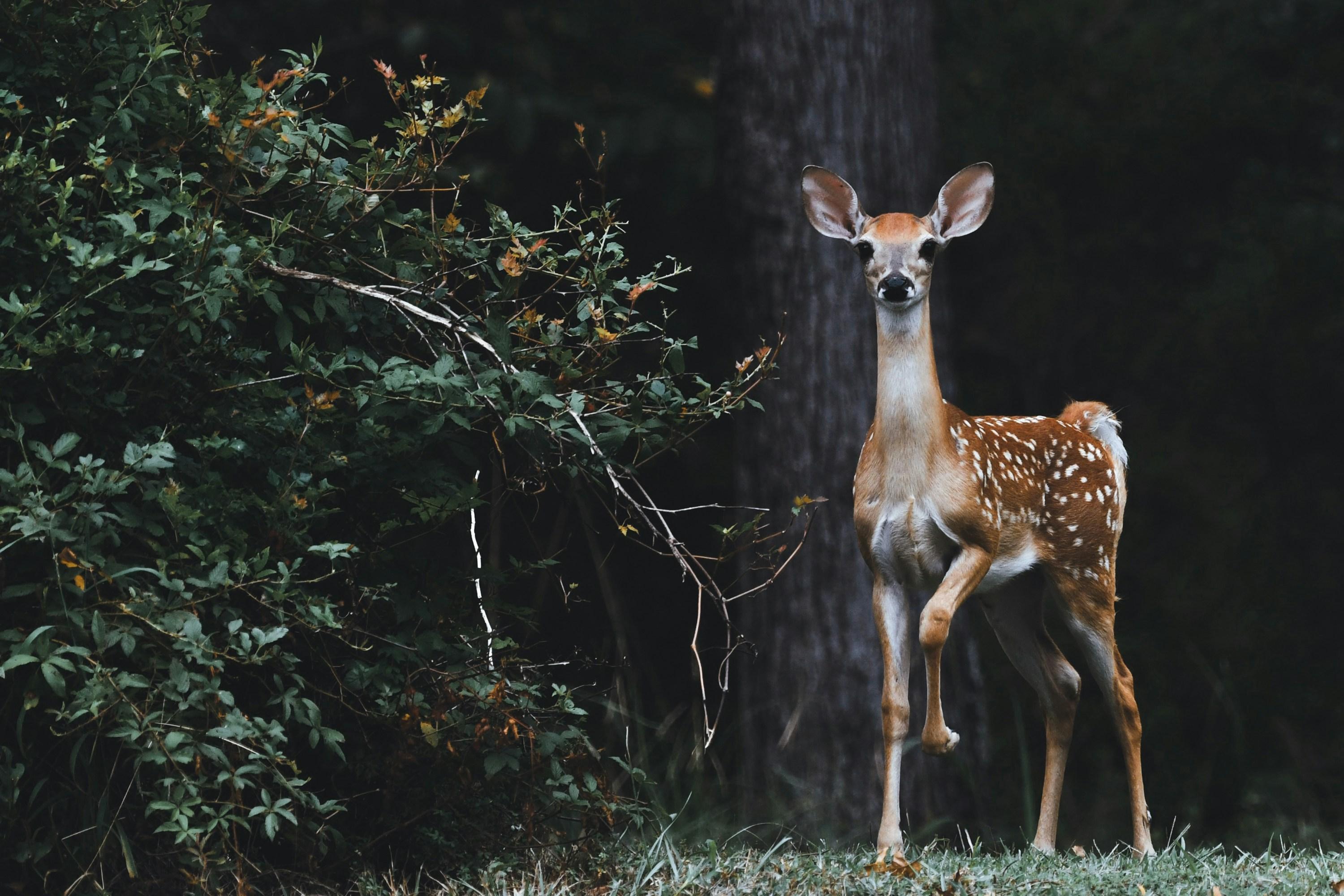 A deer is photographed in a hunting-free zone against trees and bushes.