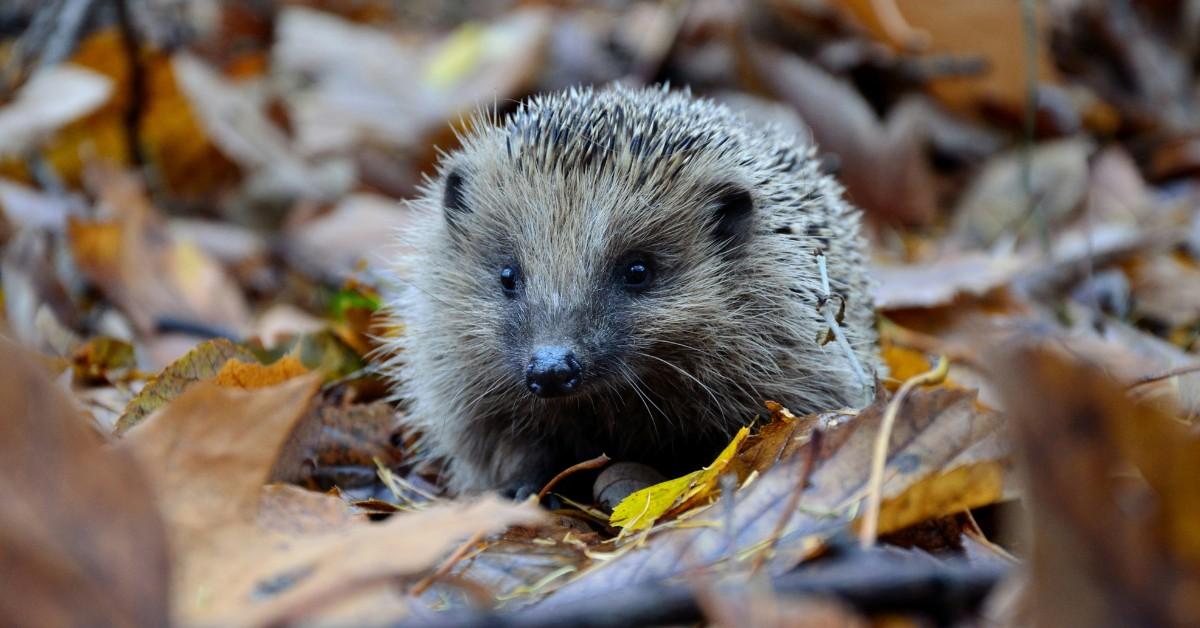 A hedgehog sits in a pile of brown and yellow leaves
