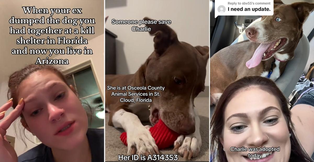 TikTok images of dog being adopted