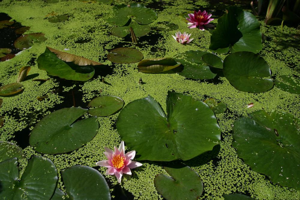 Duckweed, water lilies, and lily pads on the surface of some water.