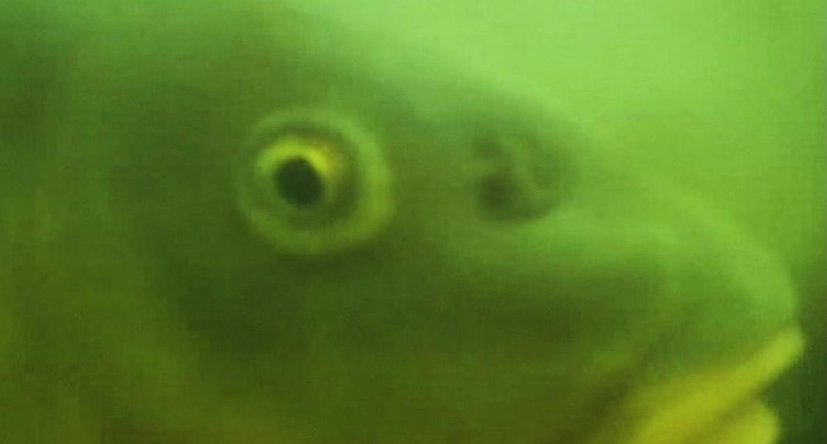 fish at fish doorbell