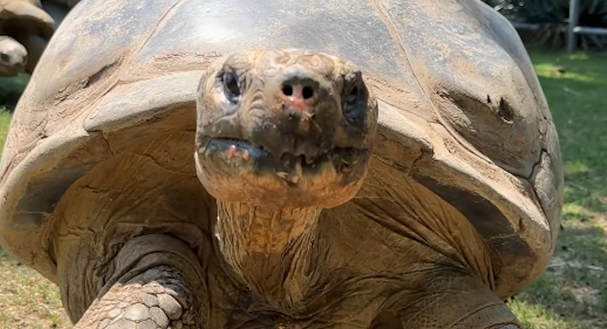 galapagos turtle at philly zoo