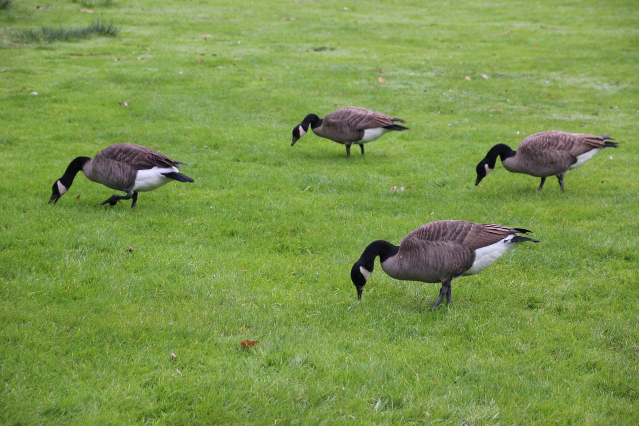 Geese in yard