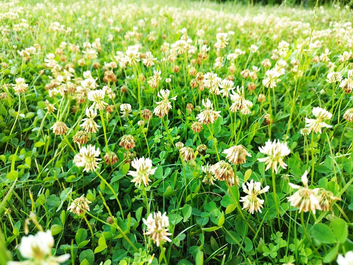 field of white clover in grass