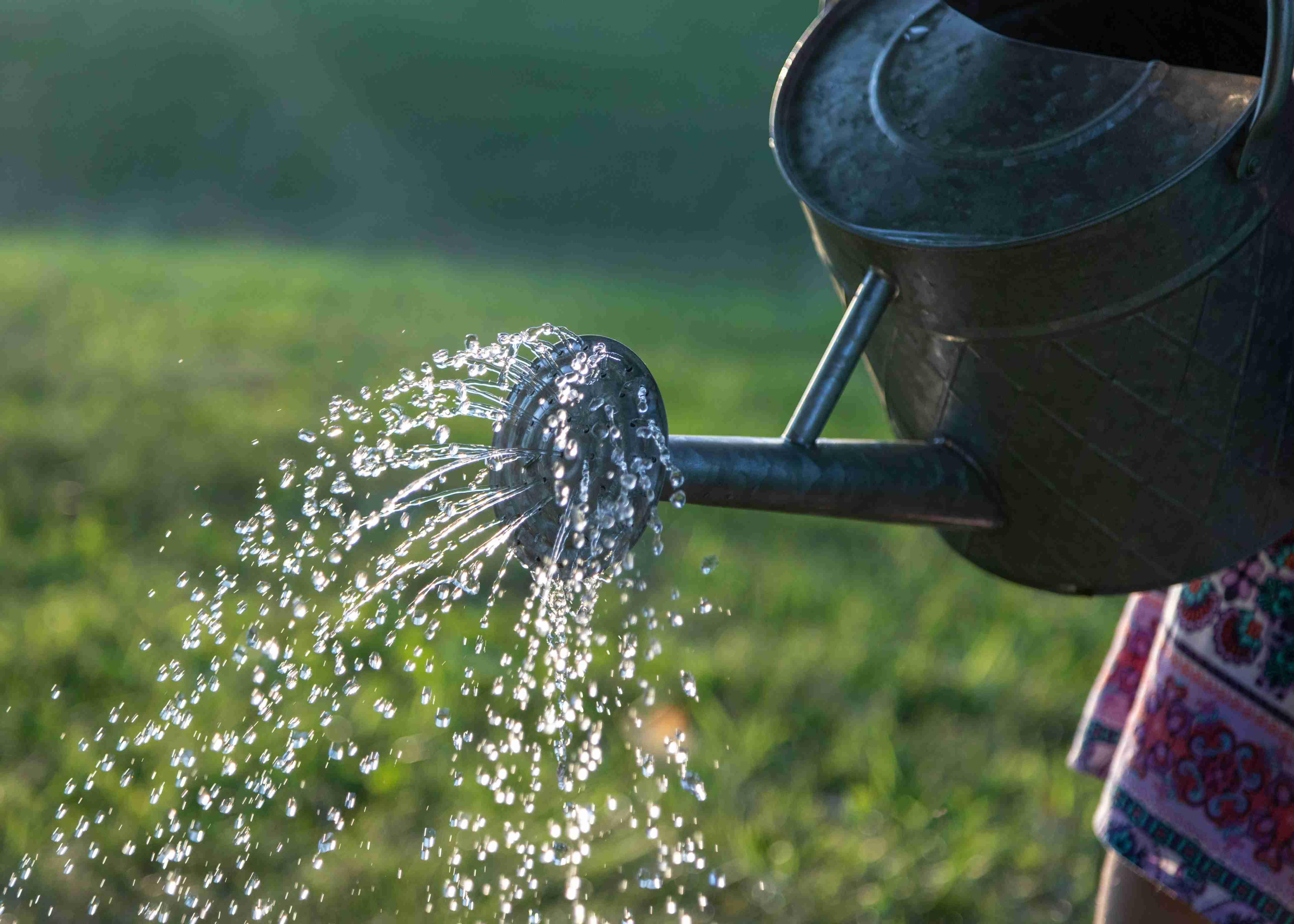A water can is pictured in a grassy field with water pouring out of the can.