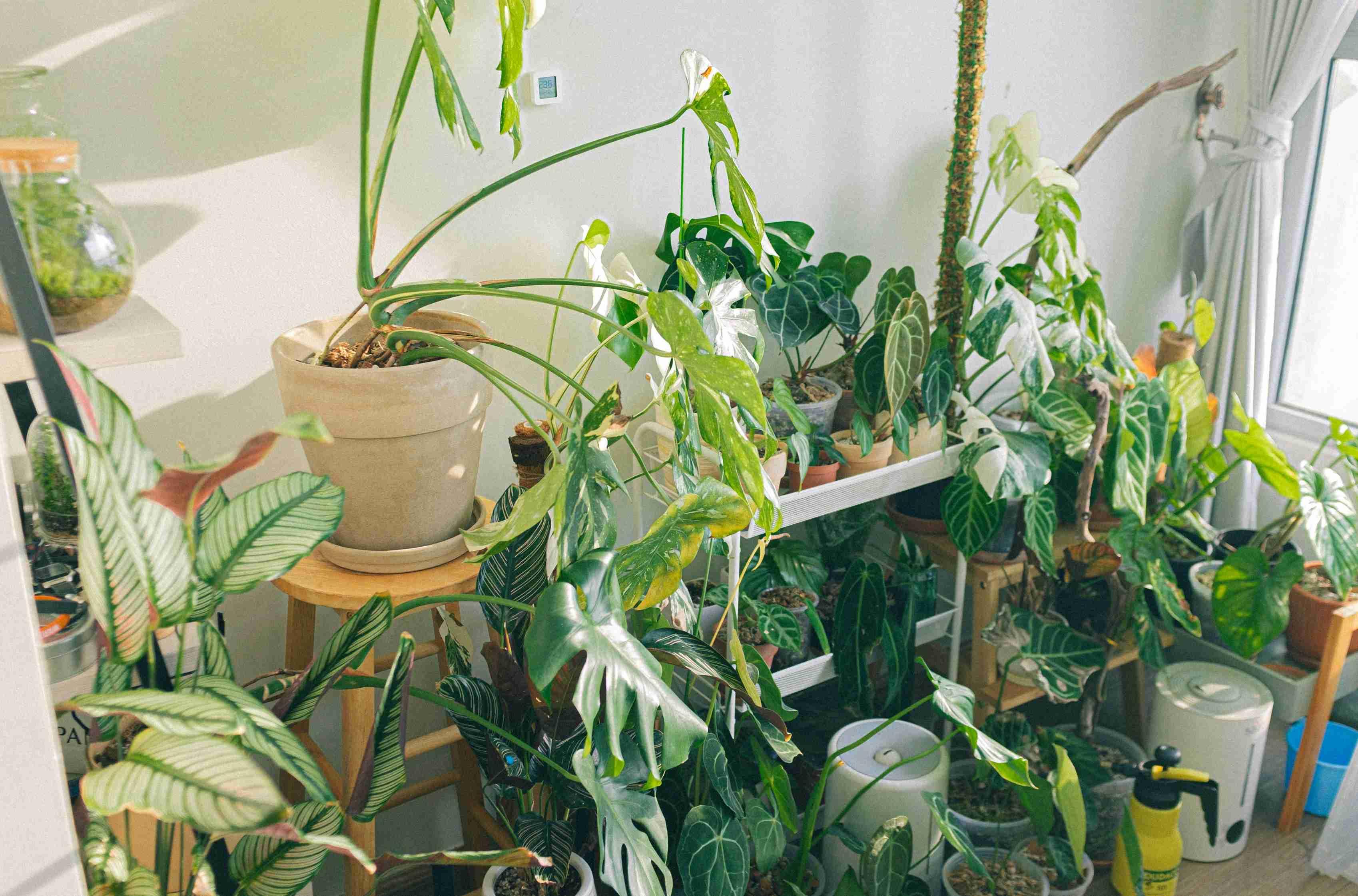 Many potted plants of various sizes are pictured in an indoor garden beside a window.