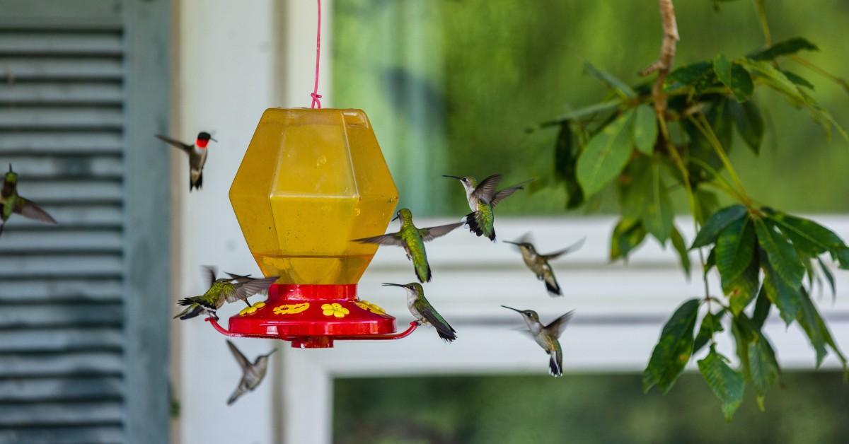 Hummingbirds at a feeder