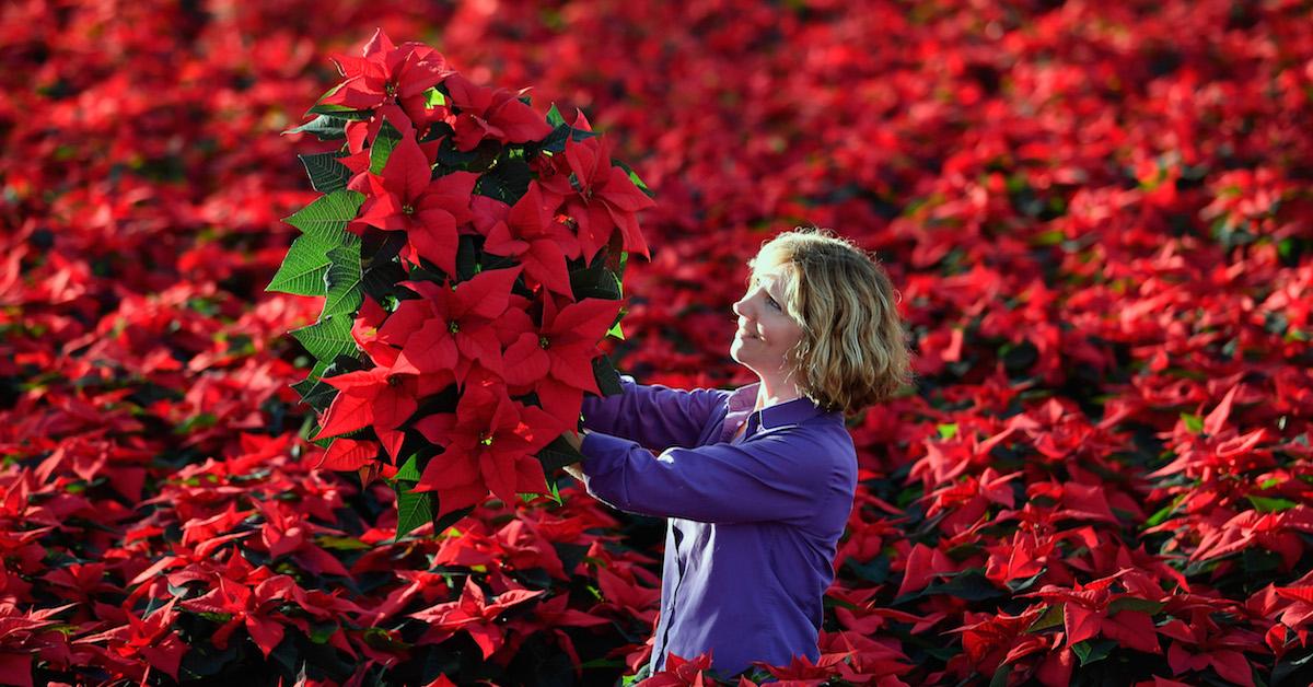 How to care for poinsettias