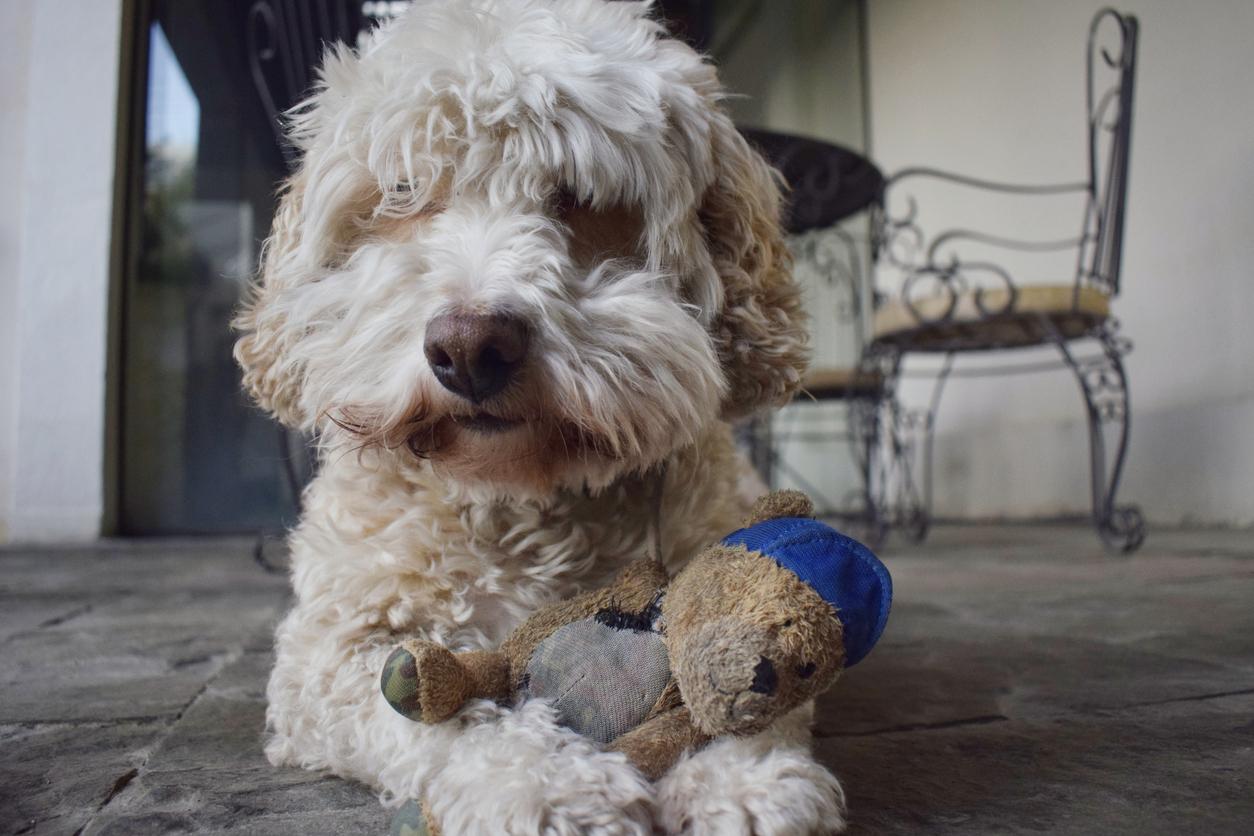 Dog on the floor with a dirty stuffed animal.