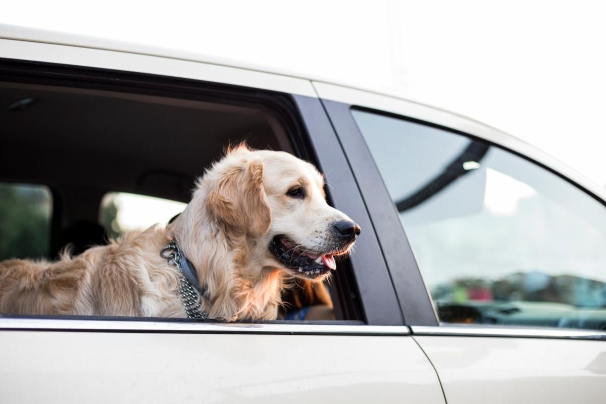 Golden Retriever in car with head out of the window