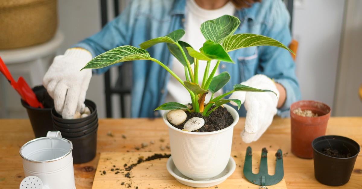 Woman repotting a plant