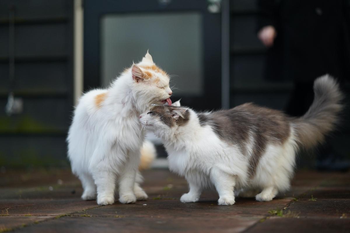 long-haired cat grooming another cat