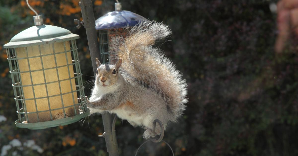 A gray squirrel holds on to the edge of a bird feeder and looks at the camera. 
