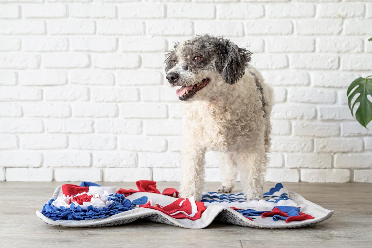 Mixed breed dog standing over a red, white, and blue snuffle mat