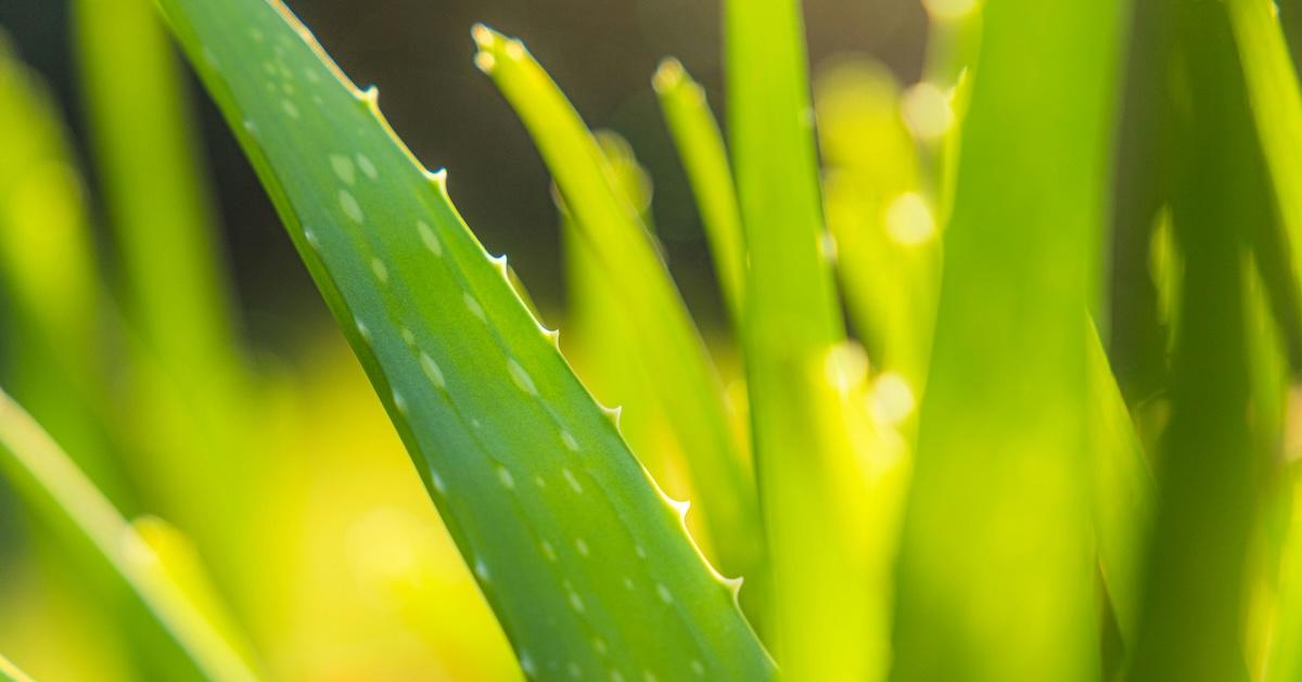 Closeup of aloe vera plant.