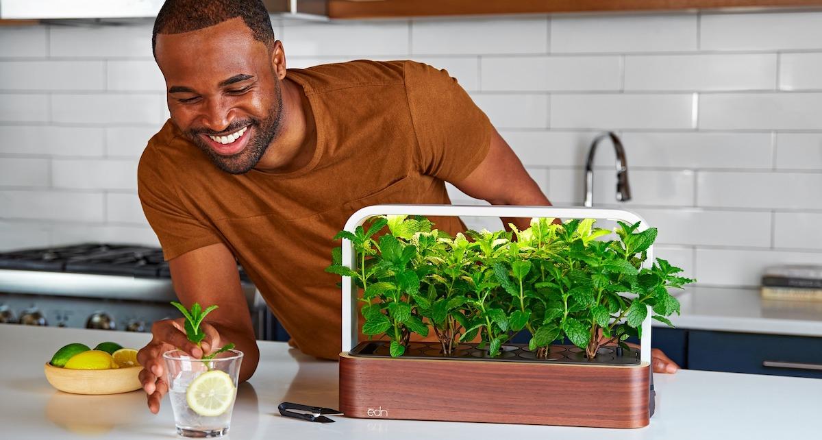 Man with countertop hydroponic garden