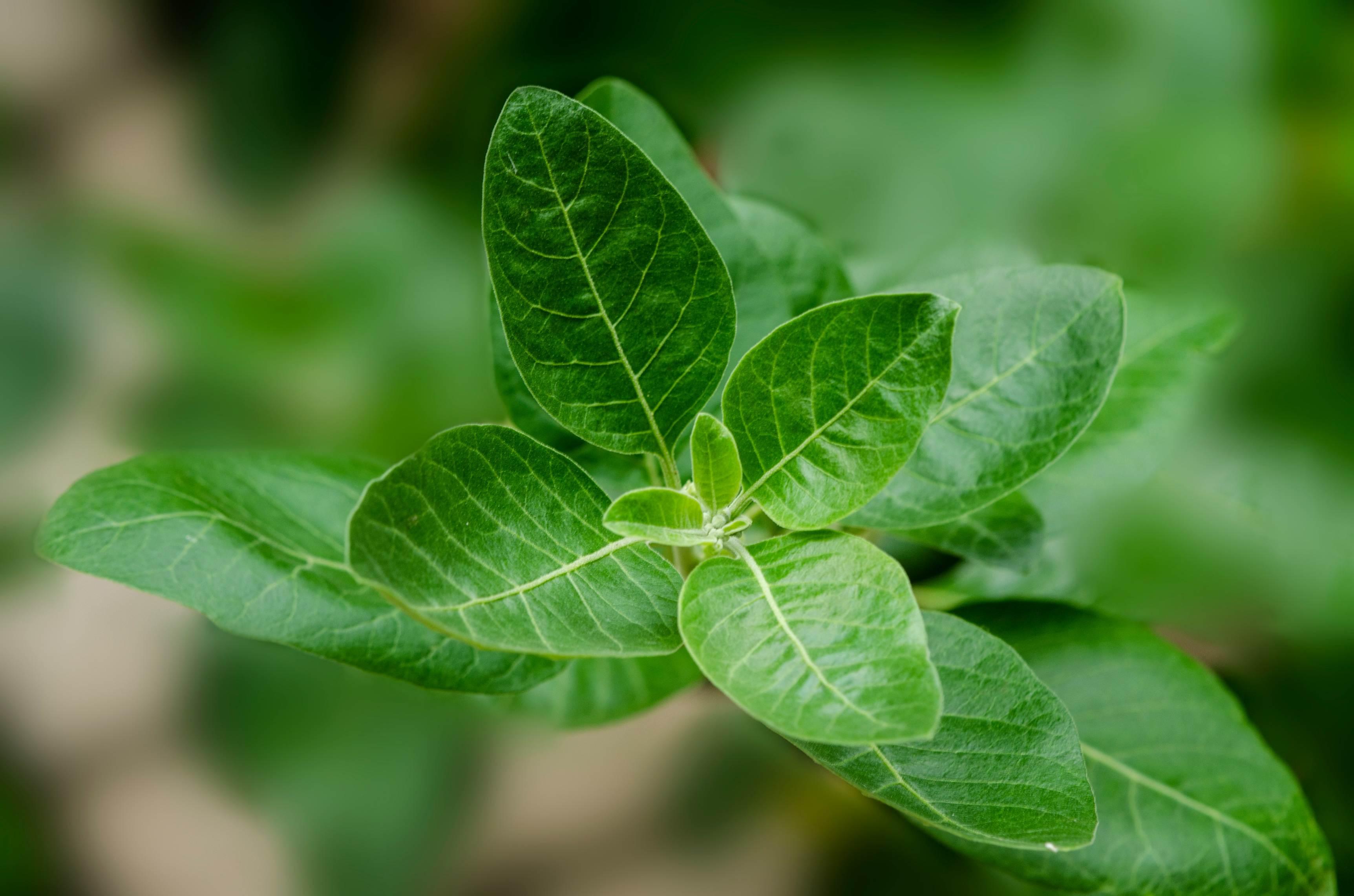 A green ashwagandha plant is pictured.