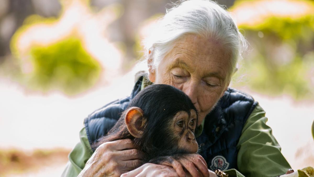 Dr. Jane Goodall holds her face to an infant chimpanzee. 