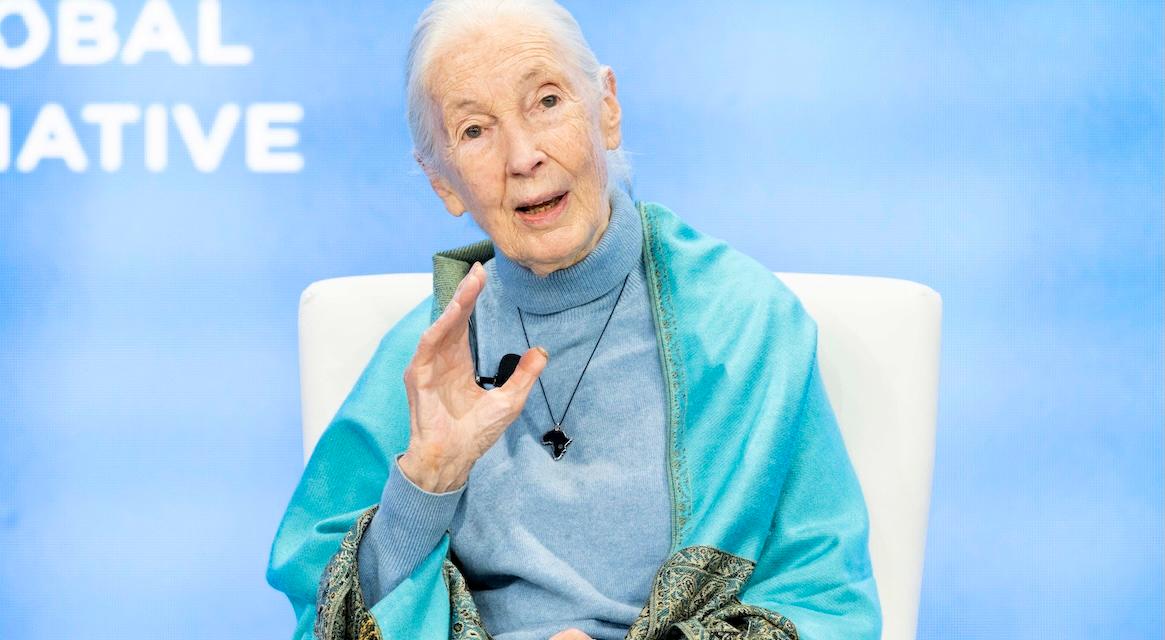 jane goodall