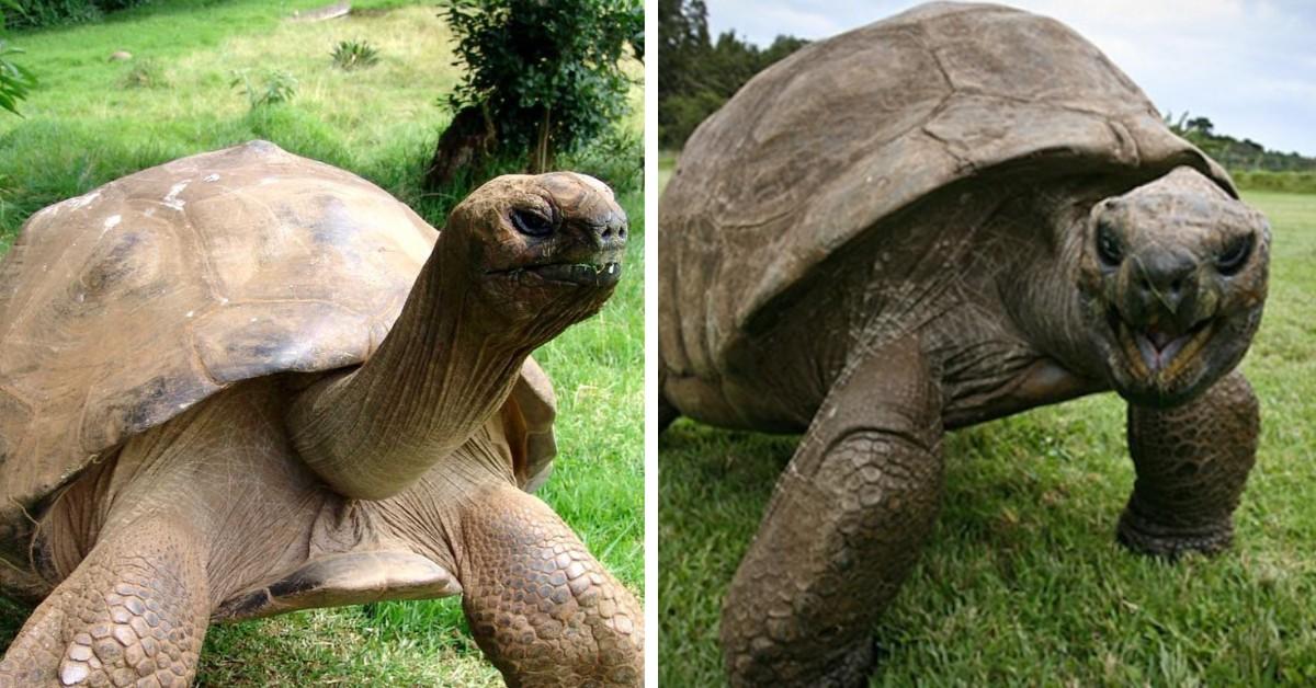 Closeups of Jonathan the tortoise 