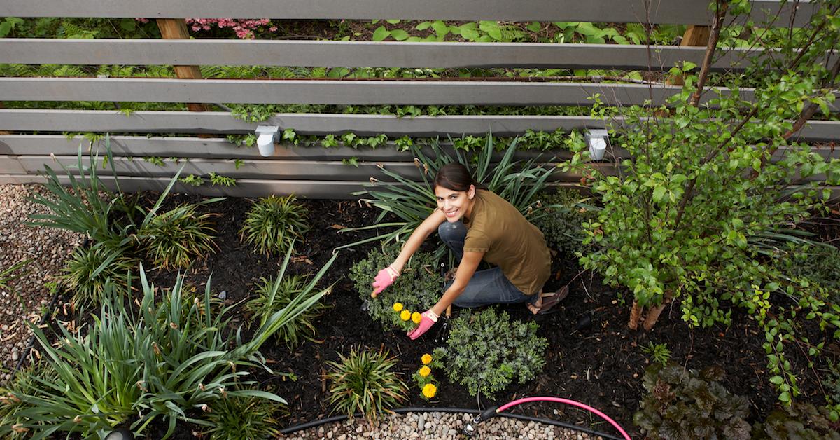 Landscaping for beginners