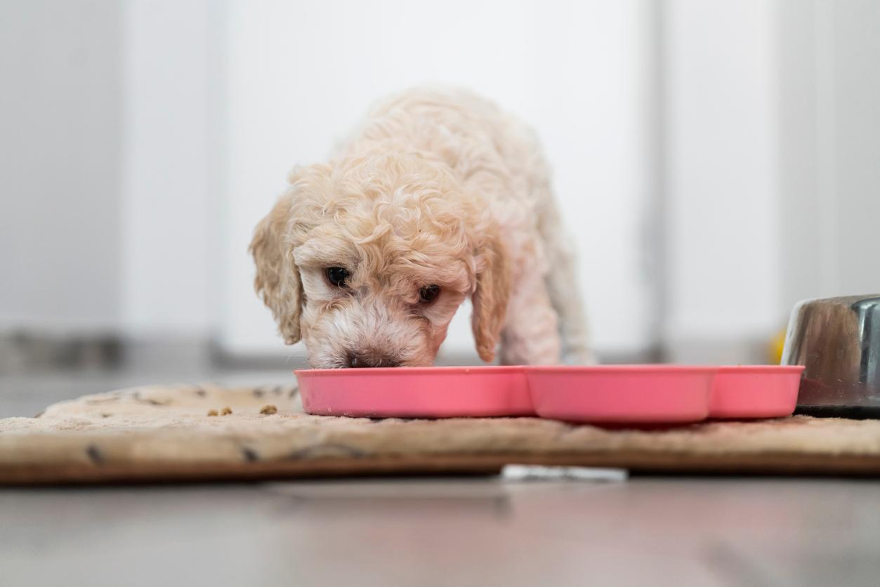 Small white dog licking food out of a shallow pink bowl