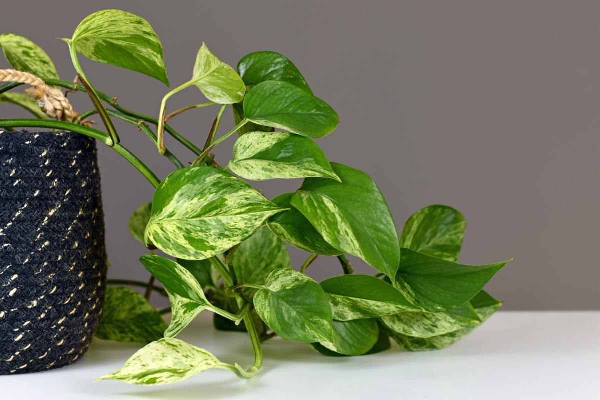 Pothos plant with white variegation