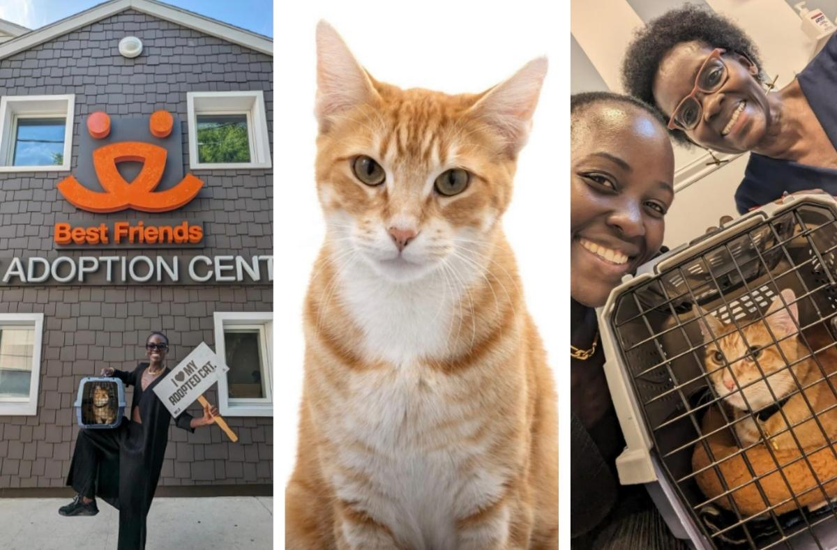 Three images of cat adopted by Lupita Nyong'o
