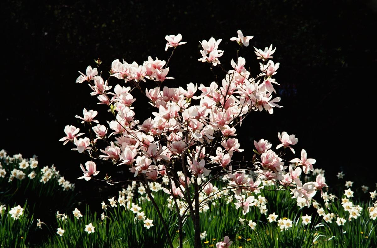 Pink flowering magnolia