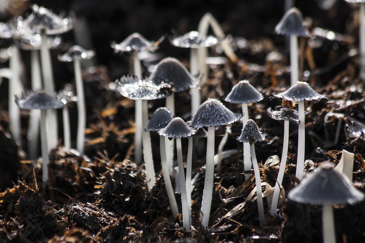 mushrooms _