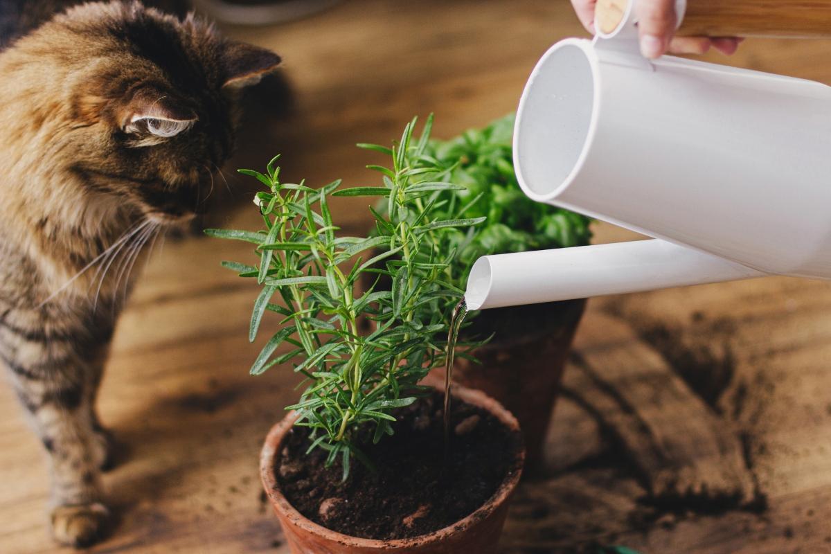 cat inspecting basil and rosemary plants