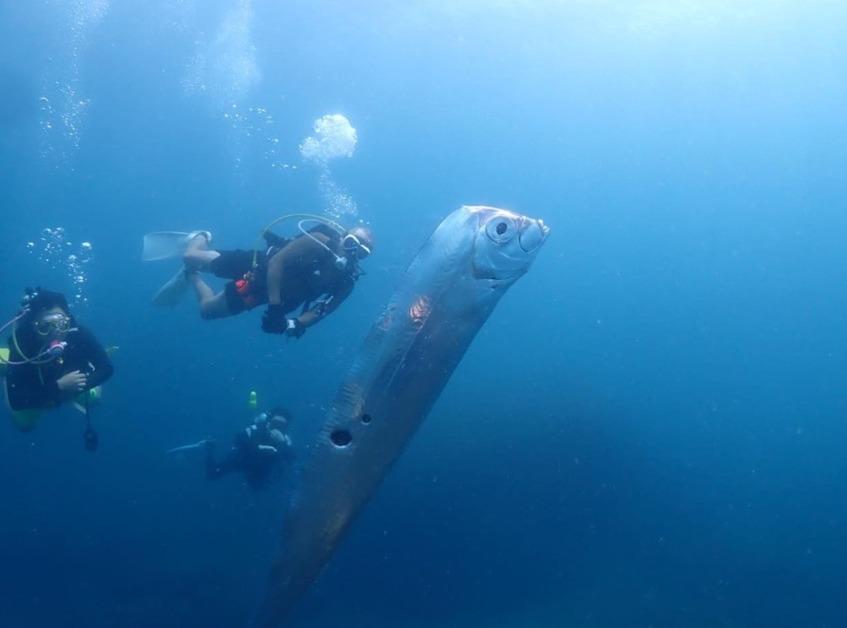 A photo posted by diving instructor Wang Cheng-ru on July 3, 2023 or the oarfish spotted off the coast of Taiwan. 