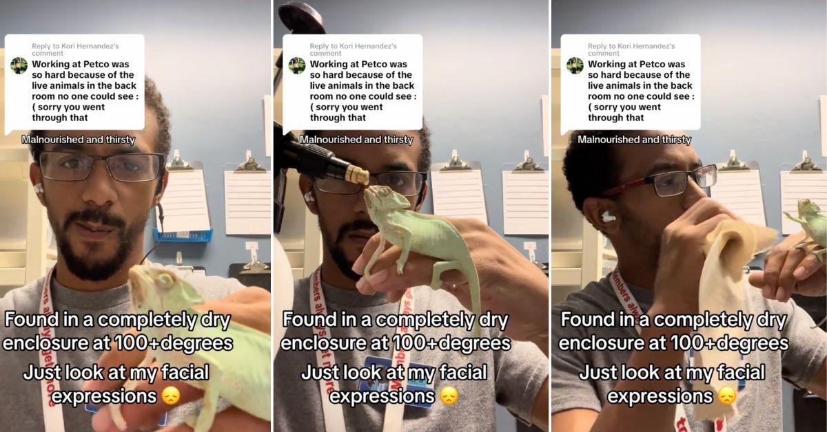 Screenshots from Jose Martinez's TikTok video of him giving water to a chameleon. 